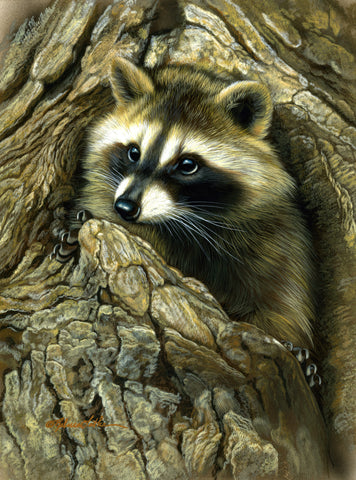 Curious Encounter - Raccoon