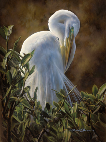 Ambient Light - Great Egret
