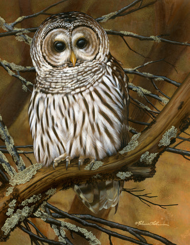 Quiet Perch - Barred Owl