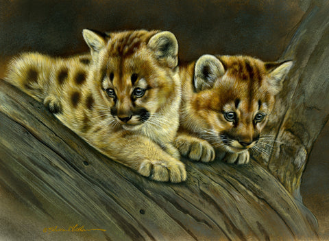 Wonder - Mountain Lion Kittens