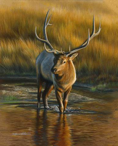 River Passage - Bull Elk