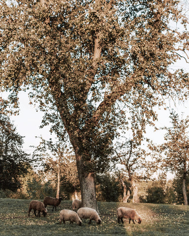 Sheep Grazing Under Apple Tree