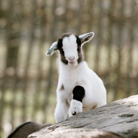 Adventurous Baby Goat