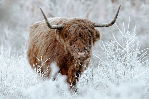 Shaggy Cow in Snowy Field