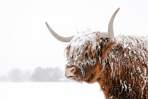 Snow Covered Highland Cow