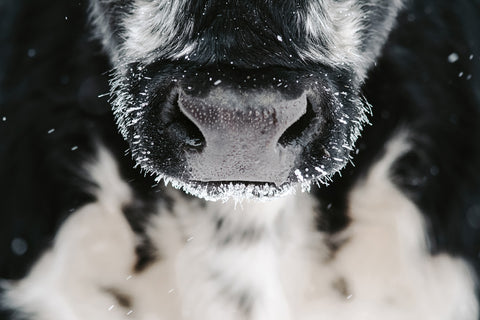 Snowy Cow Nose