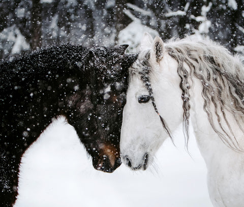 Snowy Winter Horses