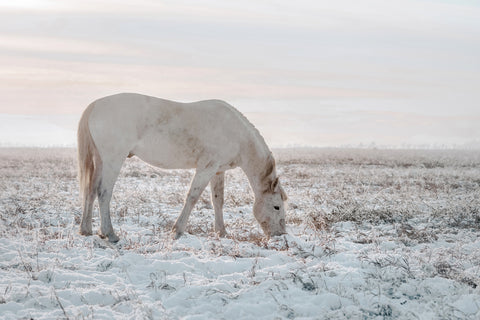 Winter Horse in Field
