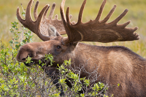 Large Bull Moose, Denali National Park, Alaska