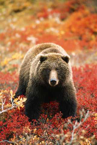 Grizzly Bear Standing Amongst Alpine Blueberries, Alaska