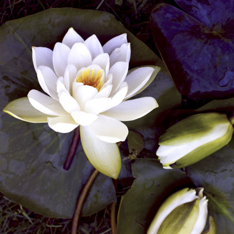 Waterlily 1