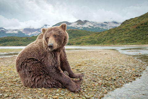 Coastal Brown Bear on Tidal Flats, Alaska