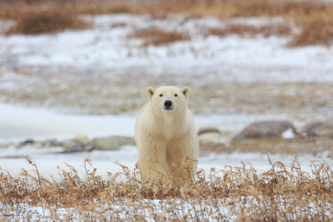 Polar Bear (II)