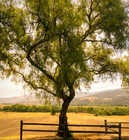 Valley Overlook, Mission Santa Inez, CA