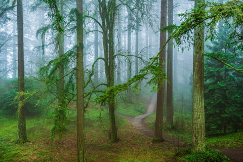 Deep in the Forest
