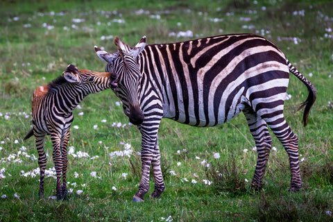 Tanzania Plains Zebra, Serengeti National Park