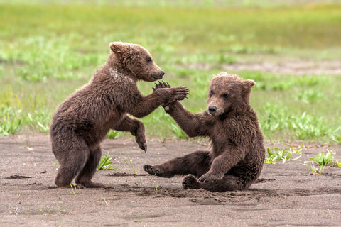 Twin Grizzly Bear Cubs Playing, Katmai National Park, Alaska