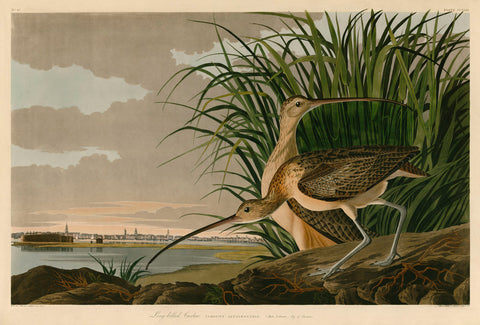 Long-Billed Curlew -  John James Audubon - McGaw Graphics