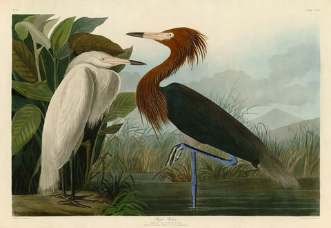 Purple Heron -  John James Audubon - McGaw Graphics