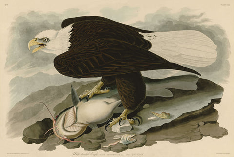 White-Headed Eagle -  John James Audubon - McGaw Graphics