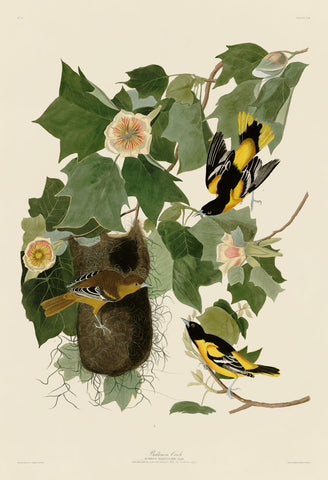 Baltimore Oriole -  John James Audubon - McGaw Graphics