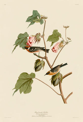Bay-Breasted Warbler -  John James Audubon - McGaw Graphics