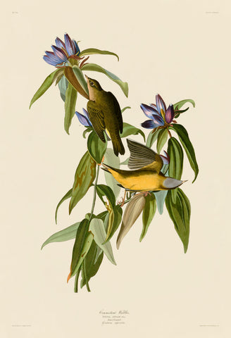 Connecticut Warbler -  John James Audubon - McGaw Graphics