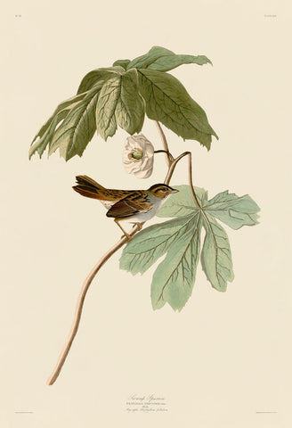 Swamp Sparrow -  John James Audubon - McGaw Graphics