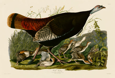 Wild Turkey II -  John James Audubon - McGaw Graphics