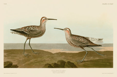 Long-Legged Sandpiper -  John James Audubon - McGaw Graphics