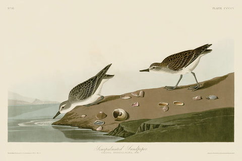 Semipalmated Sandpiper -  John James Audubon - McGaw Graphics