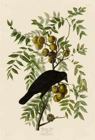 American Crow -  John James Audubon - McGaw Graphics