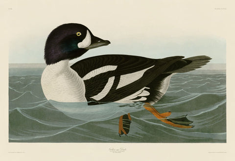 Golden-eye Duck -  John James Audubon - McGaw Graphics