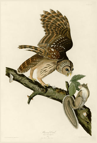Barred Owl -  John James Audubon - McGaw Graphics