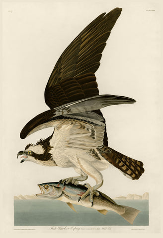 Fish Hawk or Osprey -  John James Audubon - McGaw Graphics