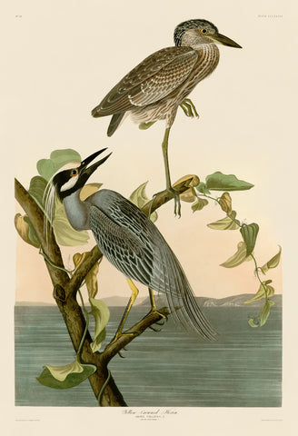 Yellow-Crowned Heron -  John James Audubon - McGaw Graphics