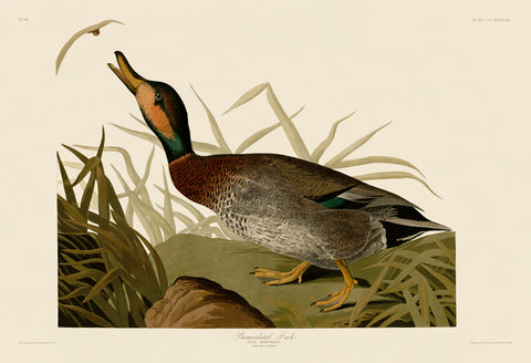 Bemaculated Duck -  John James Audubon - McGaw Graphics