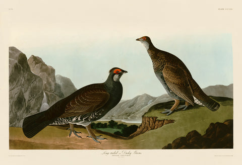 Long-tailed or Dusky Grous -  John James Audubon - McGaw Graphics