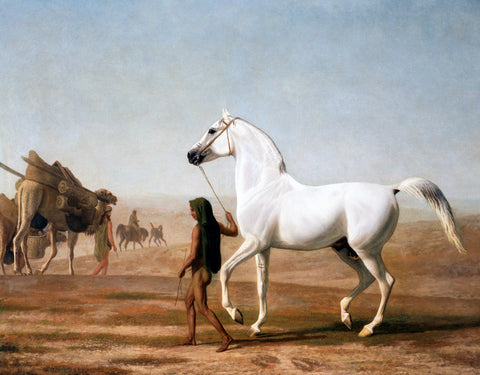 The Wellesley Grey Arabian Led through the Desert, ca. 1810 -  Jacque-Laurant Agasse - McGaw Graphics