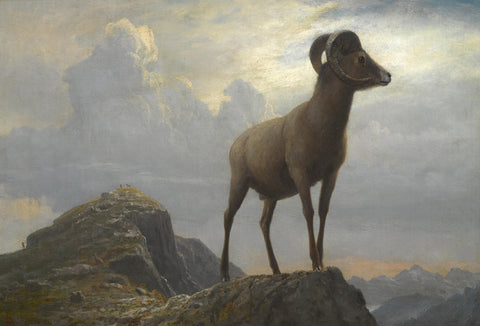 Study of a Bighorn Ram -  Albert Bierstadt - McGaw Graphics