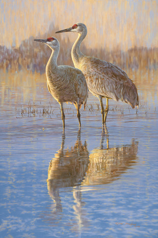 Reflections (Birds)