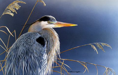 In the Light - Great Blue Heron -  Richard Clifton - McGaw Graphics
