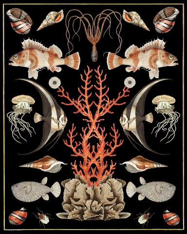 Oceana - Coral on Black -  Susan Clickner - McGaw Graphics