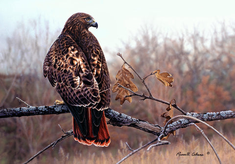 Fall Redtail