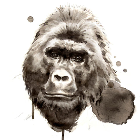 Gorilla -  Philippe Debongnie - McGaw Graphics
