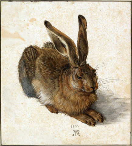 Hare, 1502 -  Albrecht Durer - McGaw Graphics