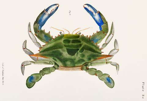 Blue Crab Illustration,1842–1844 -  James Ellsworth De Kay - McGaw Graphics