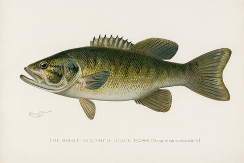 Small-Mouthed Black Bass, 1913 -  Sherman F. Denton - McGaw Graphics