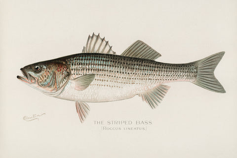 Striped Bass, 1913 -  Sherman F. Denton - McGaw Graphics
