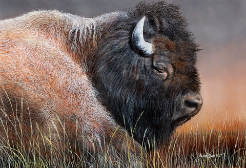 American Bison -  Kevin Daniel - McGaw Graphics